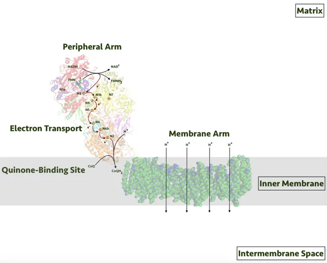 Respiratory complex I