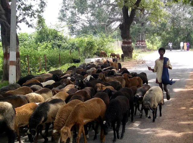 Herd