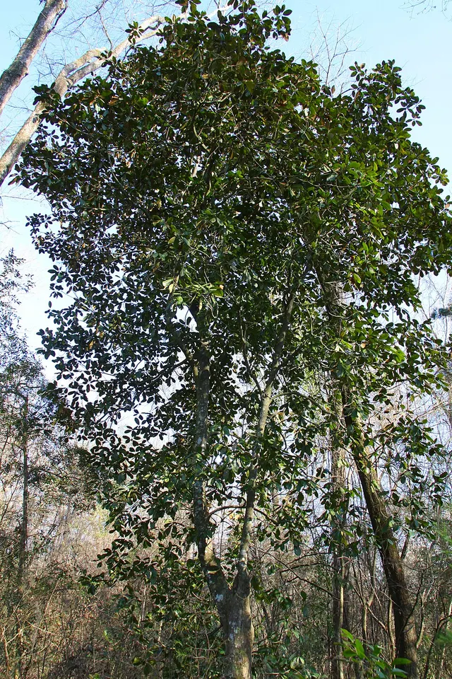 Twin Rivers State Forest