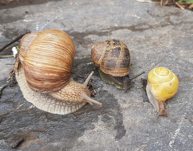 Helicidae