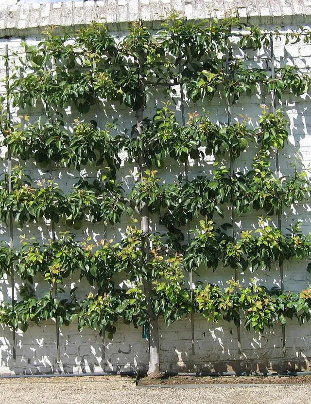 Espalier