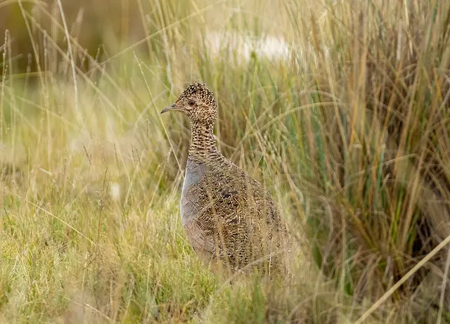Ornate tinamou