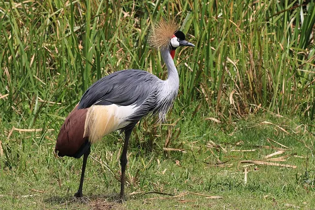 Grey crowned crane