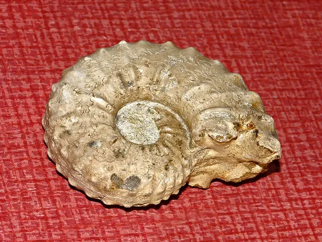 Acanthoceras