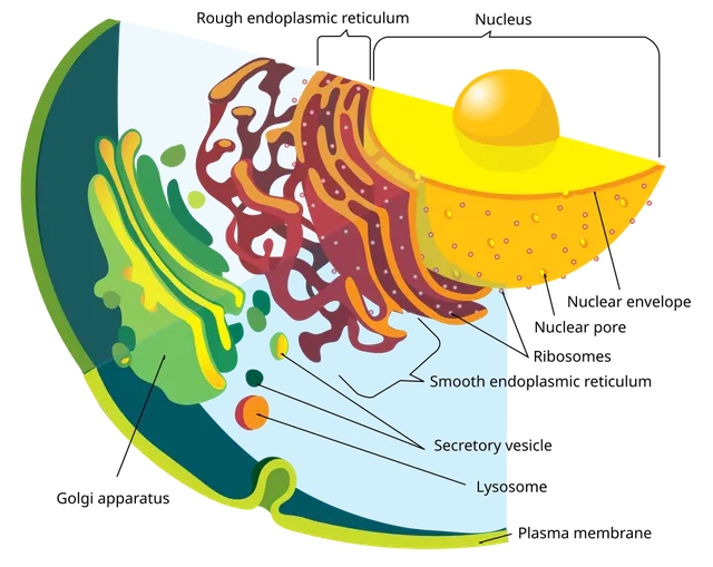 Endomembrane system