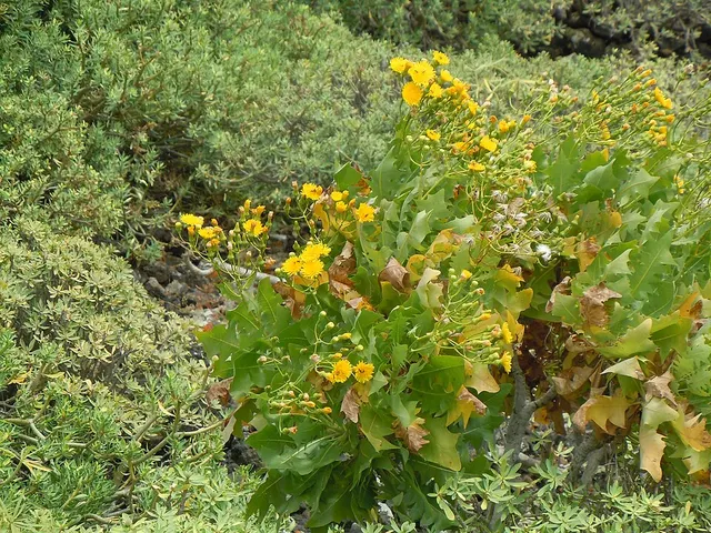 Sonchus pinnatifidus