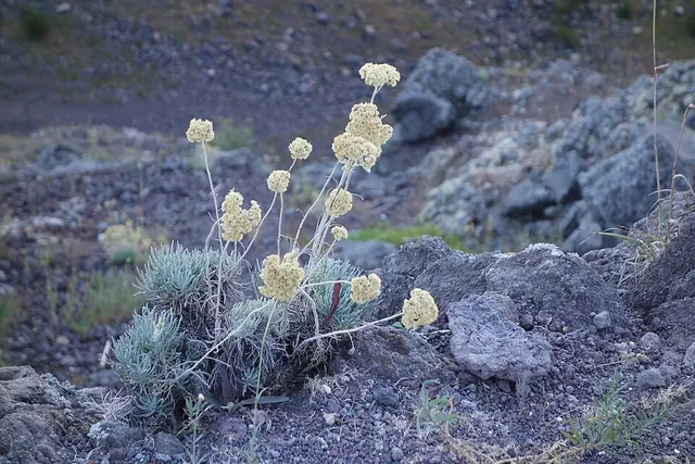 Helichrysum litoreum