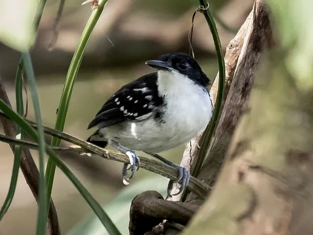 Myrmochanes