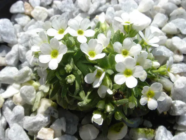 Androsace pubescente