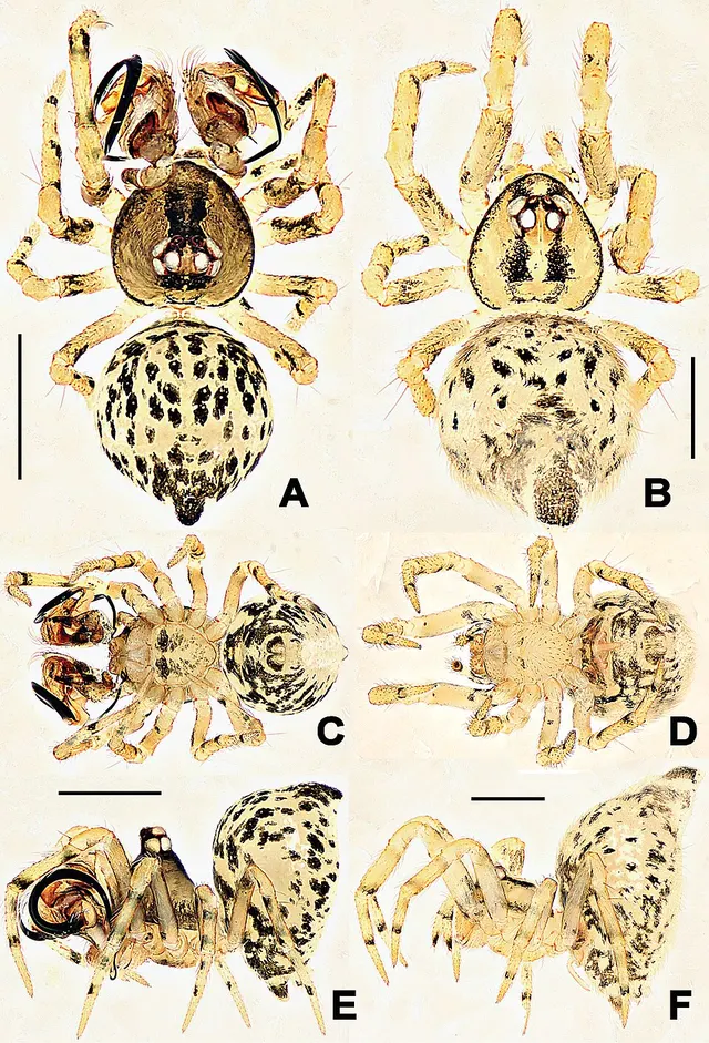 Trogloneta yuensis