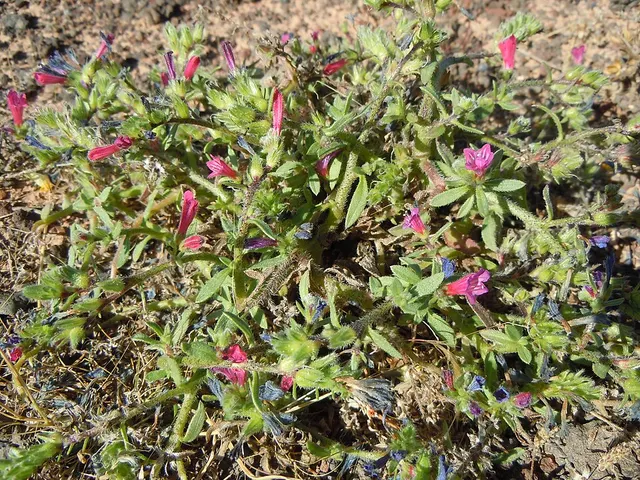 Echium lancerottense