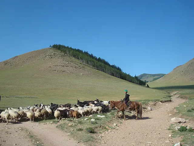 Élevage en Mongolie