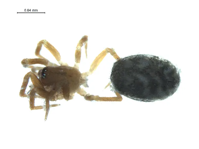 Zanomys aquilonia