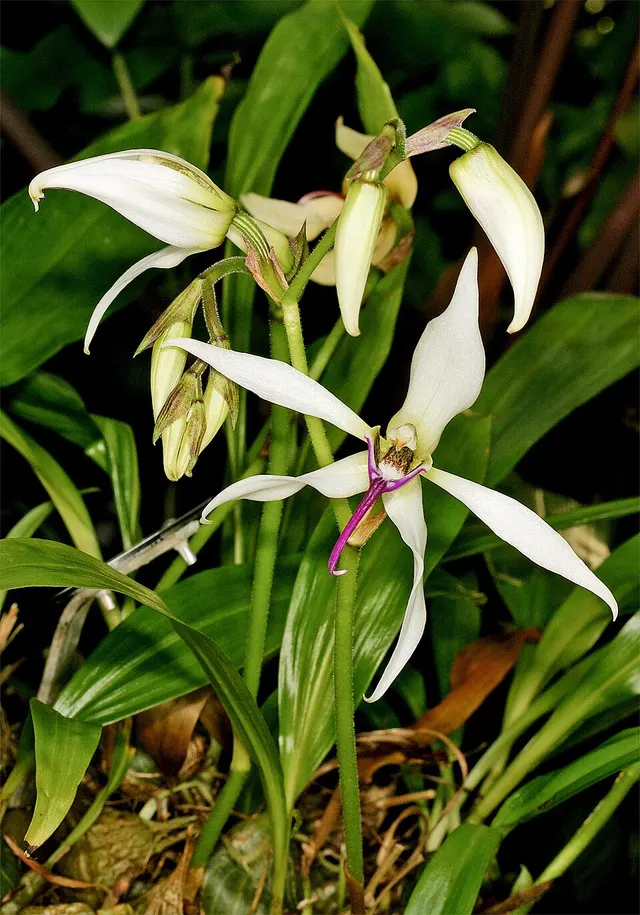 Ancistrochilus thomsonianus