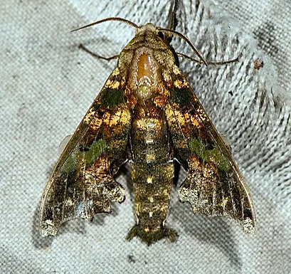 Smerinthulus mirabilis