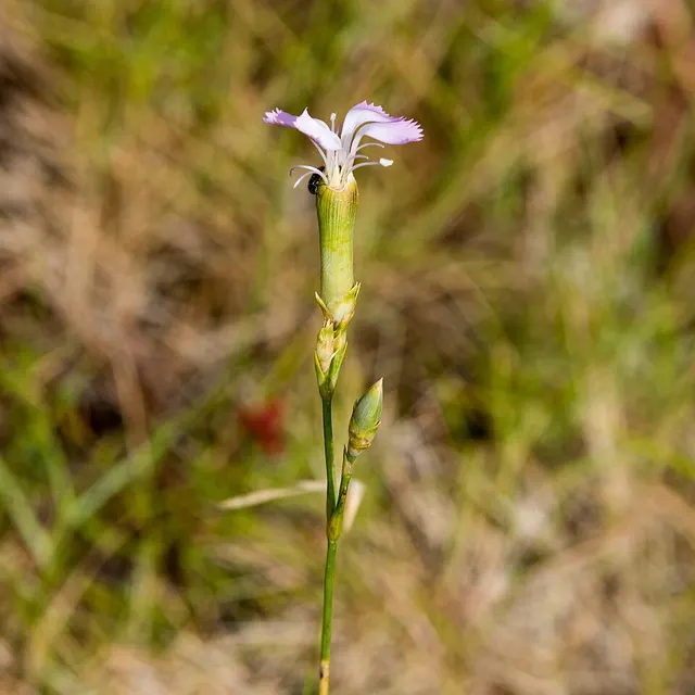Dianthus longicaulis