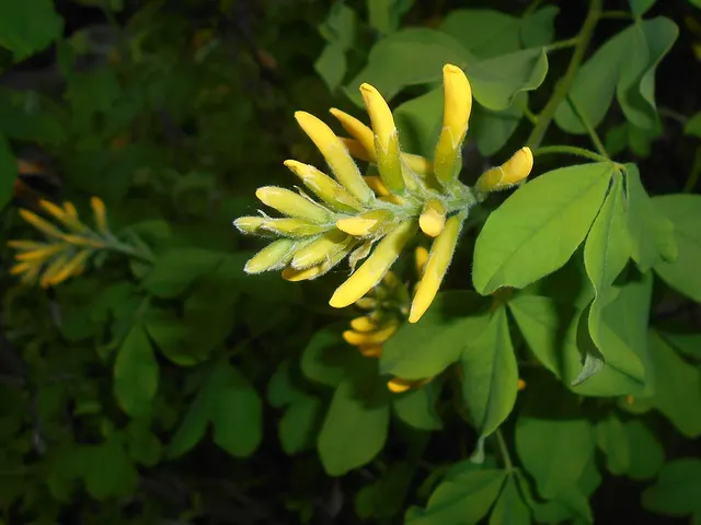 Petteria ramentacea