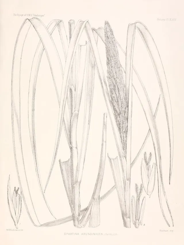 Spartina arundinacea