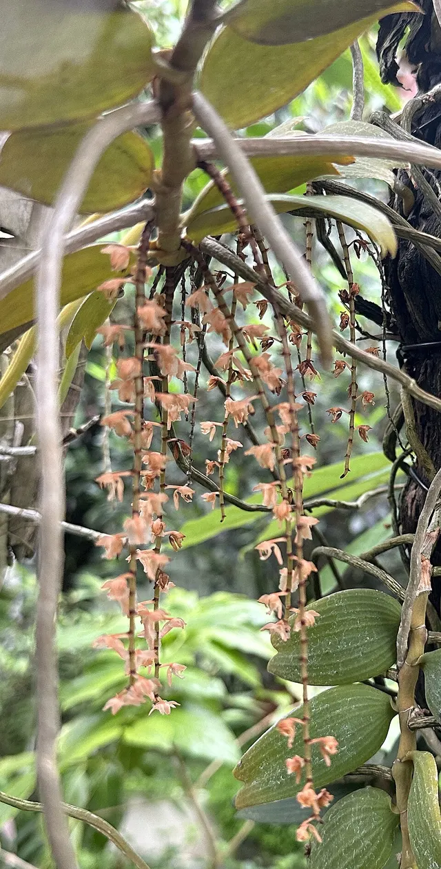 Diaphananthe acuta