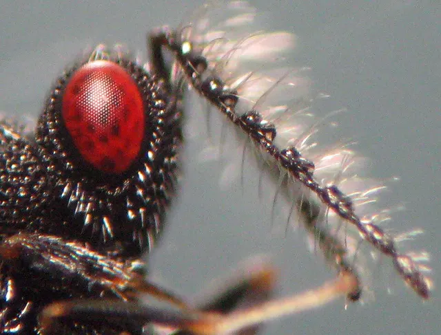 Vision de l'insecte