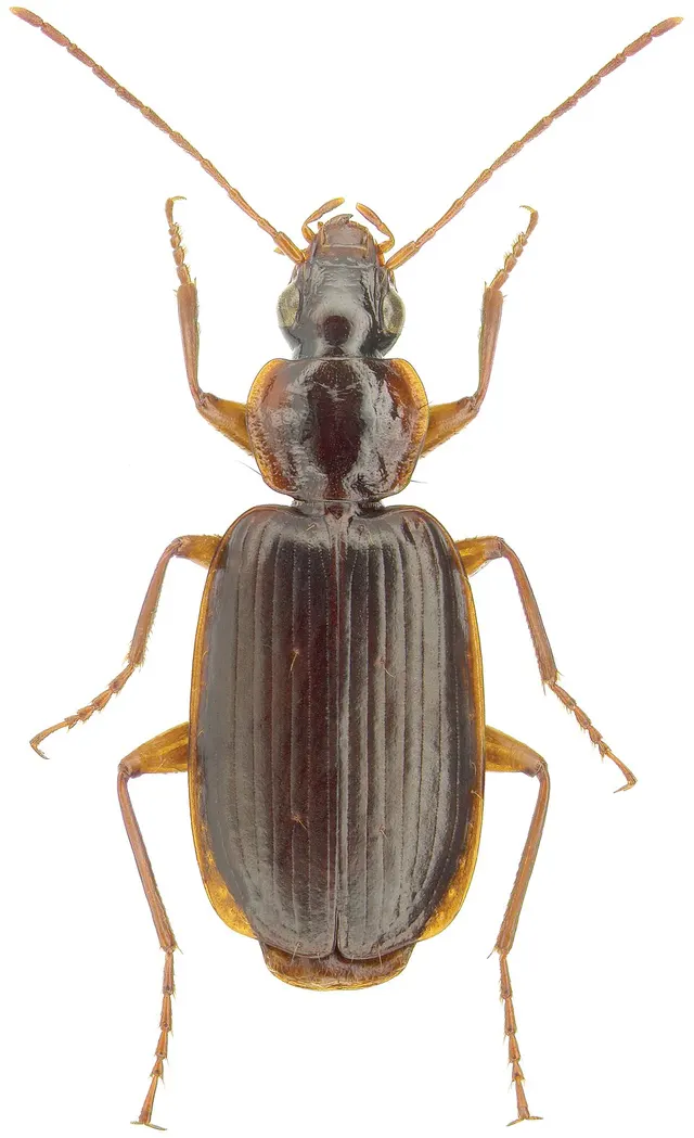 Lebiitae