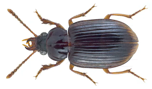 Caelostomus