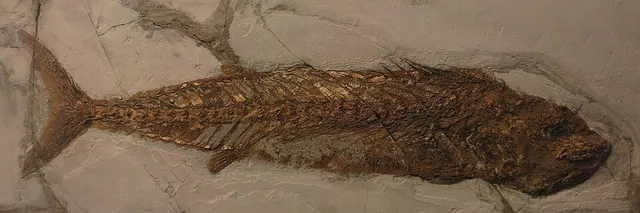 Pseudauxides