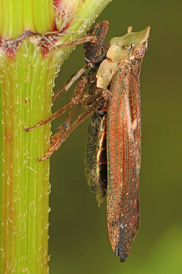 Calyptoproctina