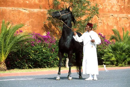 Haras national de Bouznika