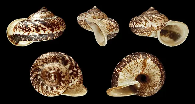 Cyclophorini