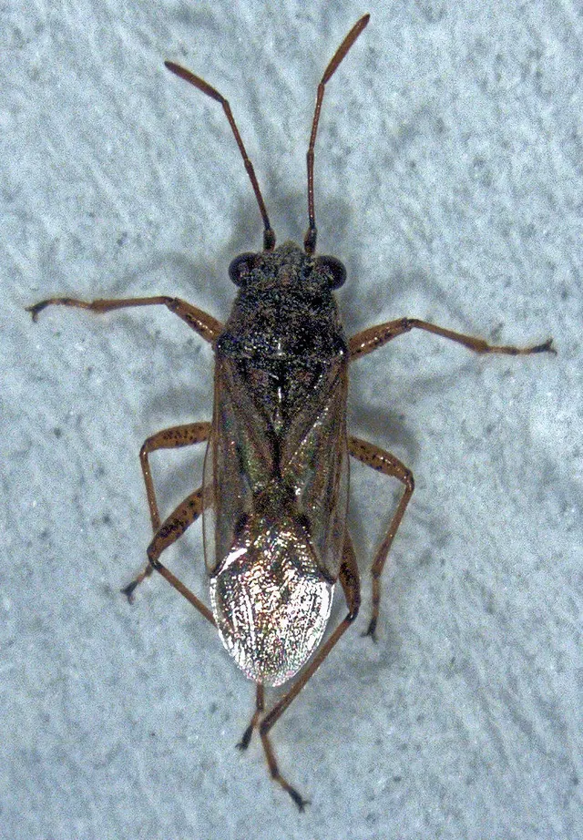 Nysius caledoniae