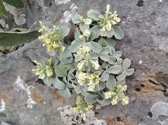Stachys chrysantha
