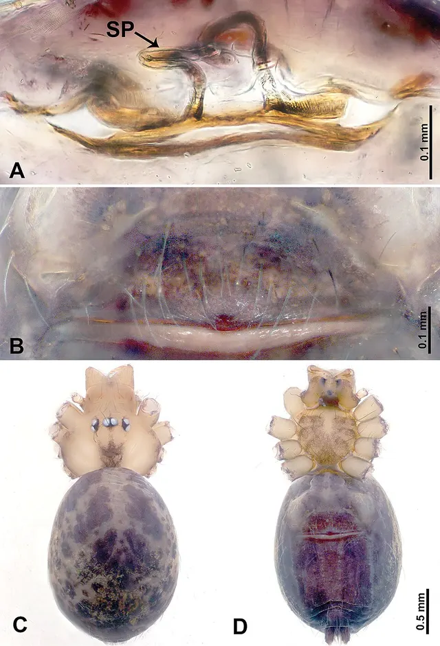 Leclercera paiensis