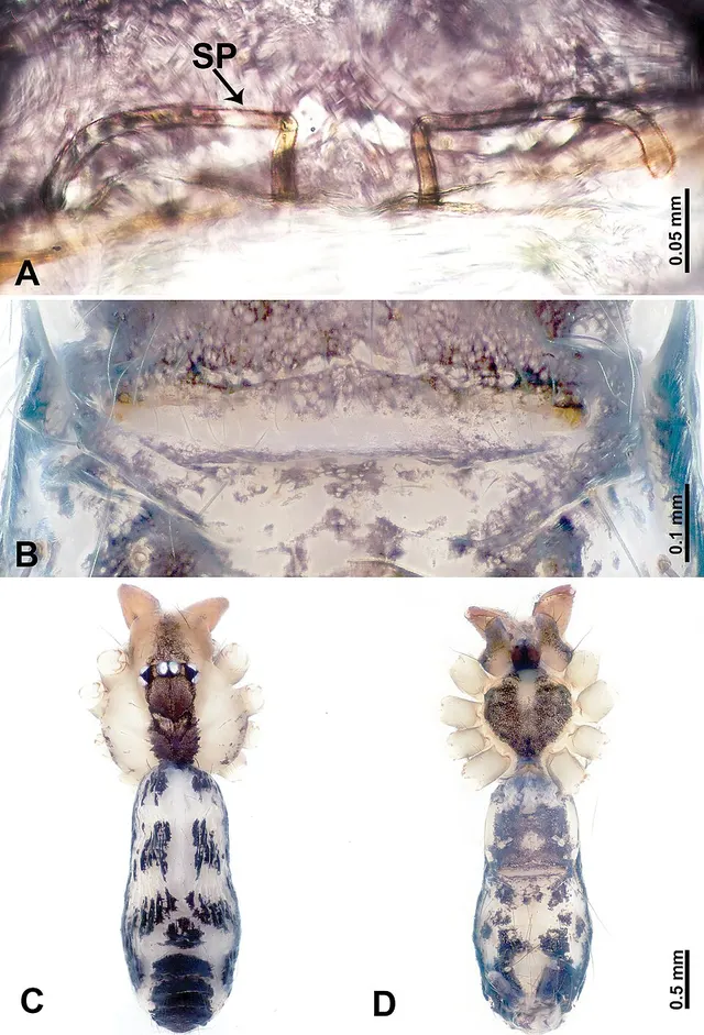 Leclercera zanggaensis