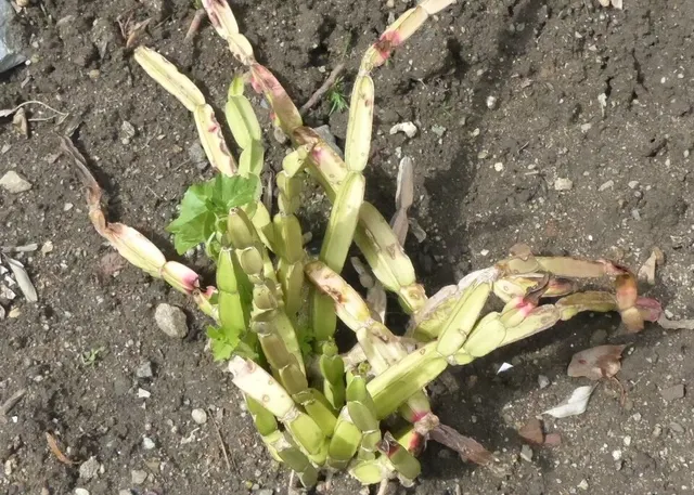 Cissus cactiformis