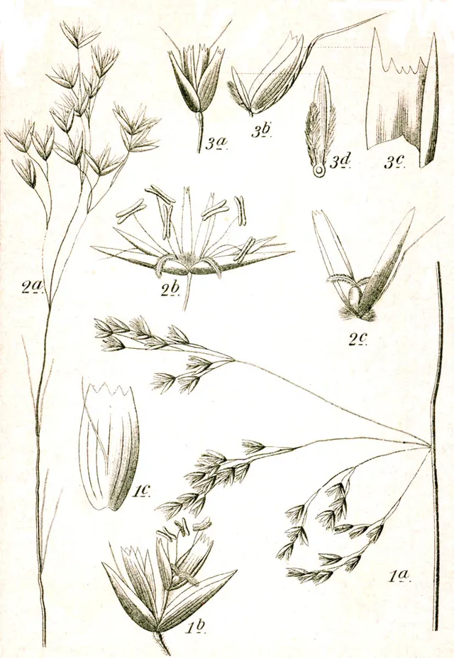 Deschampsia setacea