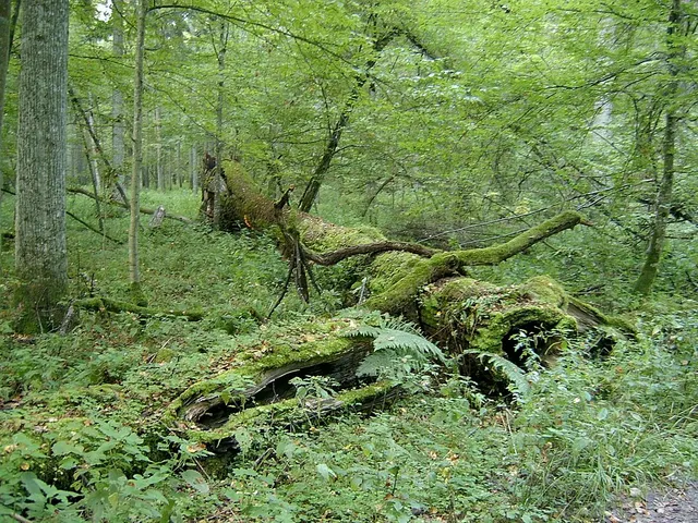Biodiversité forestière
