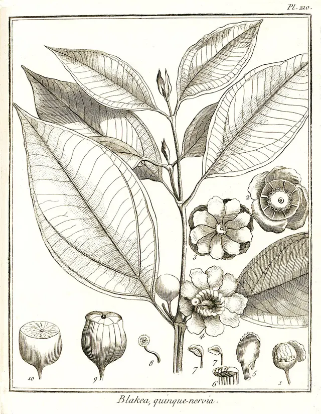 Bellucia grossularioides