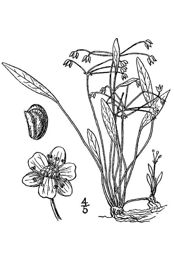 Echinodorus angustifolius