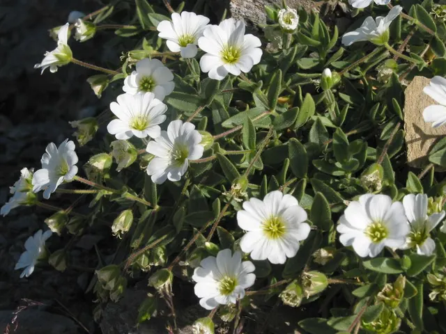 Cerastium latifolium
