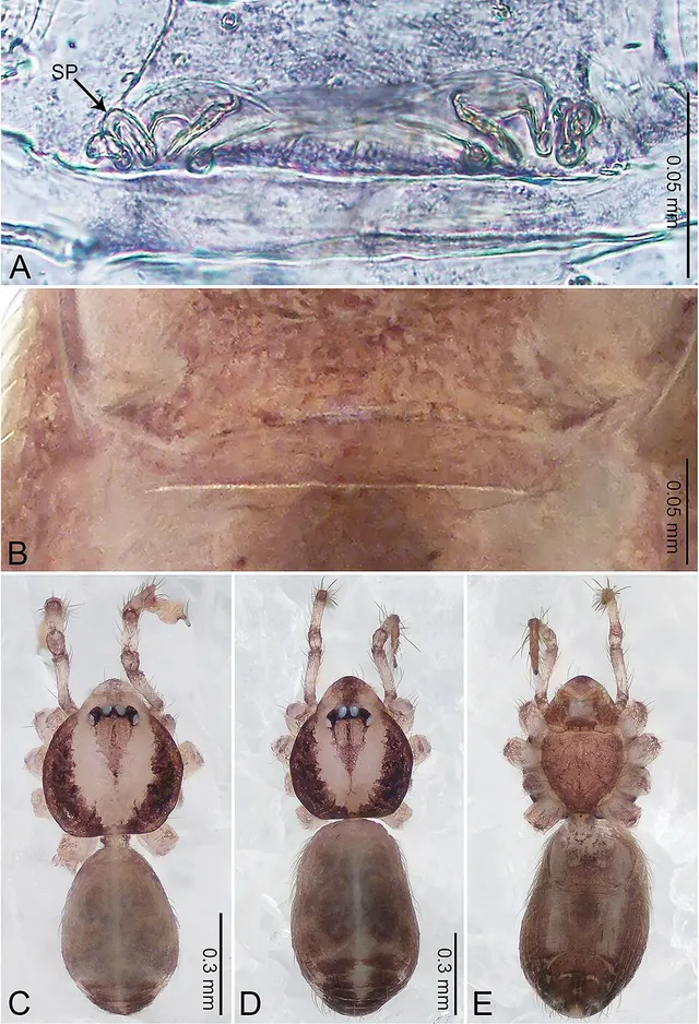 Merizocera galle