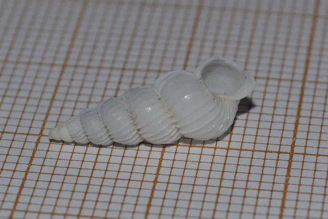 Epitonium clathratulum