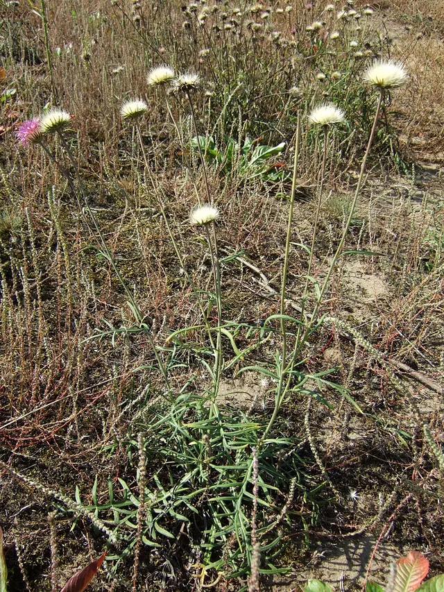 Jurinea cyanoides