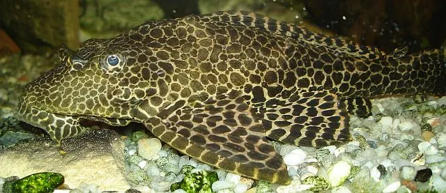 Glyptoperichthys