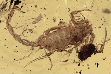 Betaburmesebuthus