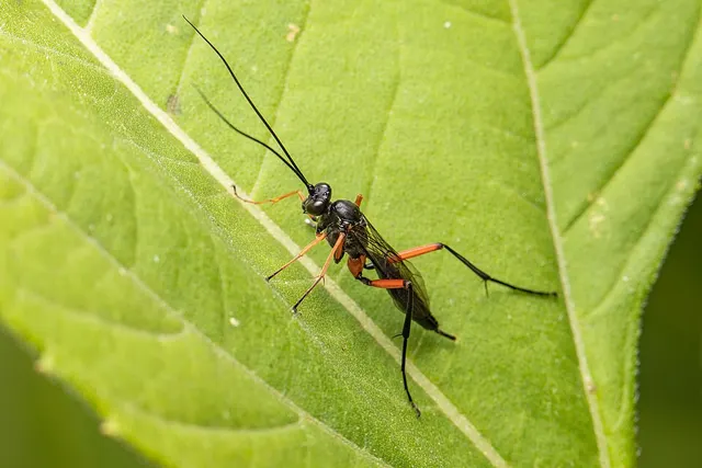 Exetastes calobatus