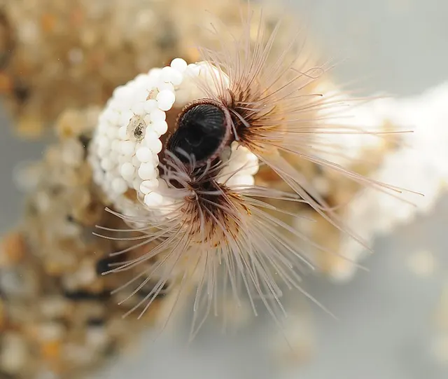 Phragmatopoma caudata