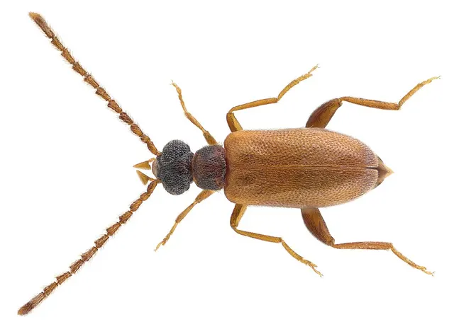 Euglenes oculatus