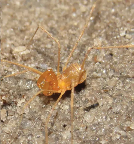 Speleomontia cavernicola