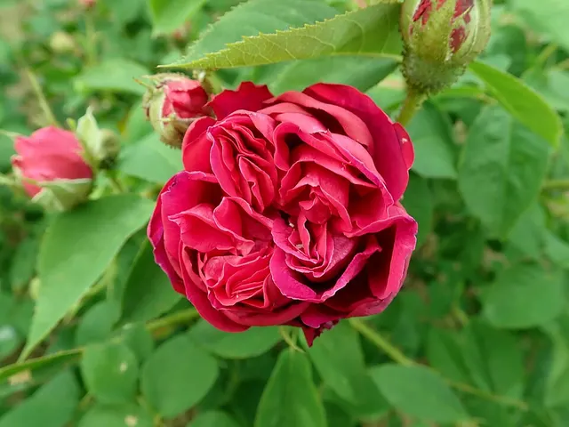 Souvenir de Pierre Vibert